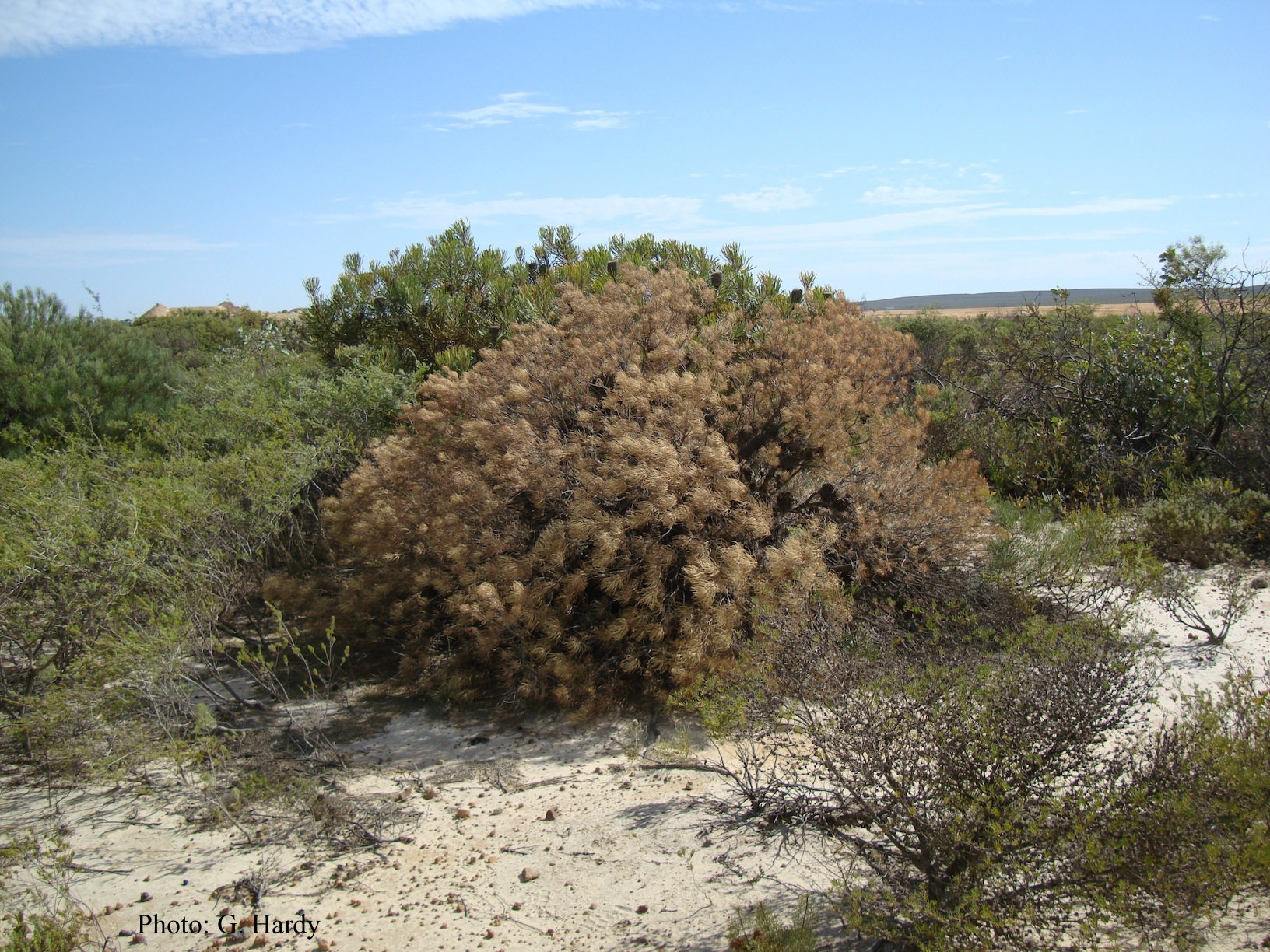 Disease Forest Phytophthoras of the World